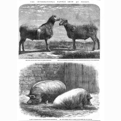 Frankreich preis tiere - frankreich, auf
